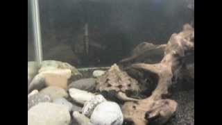 New 150 Gallon Alligator Snapping Turtle setup [upl. by Phebe371]