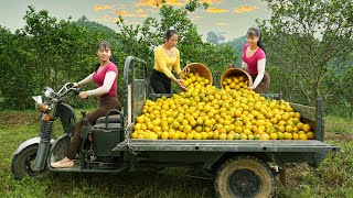 Use 3wheeled Vehicle Harvesting 400kg Orange Goes To The Market Sell  Orange Garden [upl. by Anidene]