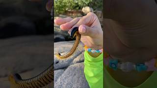 Quantas patas tem esse do piolho de cobra shorts youtubeshorts snake natureza animais [upl. by Synn]