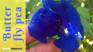 Butterfly Pea Seed Collecting  GardenGraduate [upl. by Areip]