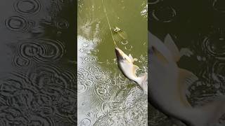 বিশাল পাঙ্গাশ মাছ শিকার🎣🐟 hookfishingtips shortvideo fish shorts short hooksfishing [upl. by O'Toole]