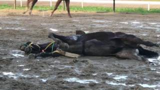 Caballo del hipodromo muere de un infarto [upl. by Anna-Diane137]