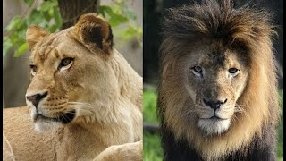 Female lion kills father of her cubs at Indianapolis Zoo [upl. by Happy]