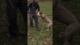 Vicious Bandog Mastif Attack Dog dogtraining bandog [upl. by Banyaz]