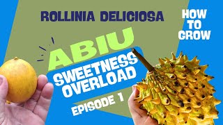 How to grow Rollinia and Abiu from seed Sweetness overload [upl. by Zsa Zsa]