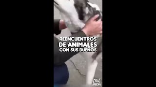 EMOTIVOS REENCUENTROS DE ANIMALES CON SUS DUEÑOS shorts [upl. by Barmen]