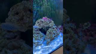 Three little ferries love oceanlife nature seacreatures fish happy saltwateraquarium [upl. by Bergen]