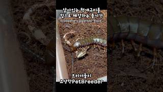 살아있는 청개구리가 꿈틀거려도 힘으로 제압하는 블랙 기간티아  Scolopendra gigantea quotBlackquot [upl. by Laehcimaj]