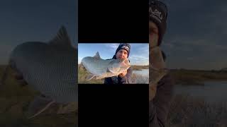 Gruby jesienny boleń na tasty Fish tpw 65 🤌 fishing wobbler spining asp aspfishing [upl. by Brown]