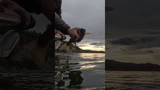 Rainbow Trout on a Montana Casting Co® Craig 4pc 9ft 5wt Fly Rod [upl. by Sinne447]