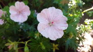 geranium sanguineum striatum 2 [upl. by Enileuqaj209]