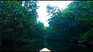 Peaceful Kayak Journey at Pendarvis Cove Park  Sunset Birdwatching with 432 Hz Relaxing Music [upl. by Patsy765]