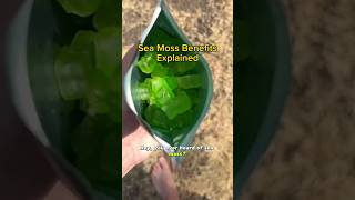 The Benefits of Sea Moss Explained [upl. by Nihs]