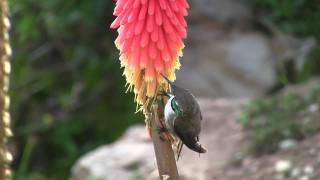 Hummingbird in Salento Colombia [upl. by Maltzman257]