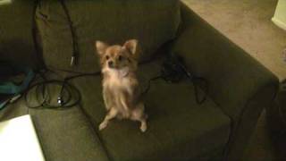 Brandy ¨The Long Haired Chihuahua¨ [upl. by Standing]