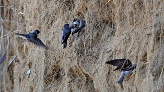 Riparia riparia BANK SWALLOW very active colony 9087196 [upl. by Adnarim]