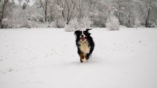 Bernese Mountain Dog An Overview [upl. by Ttegdirb]