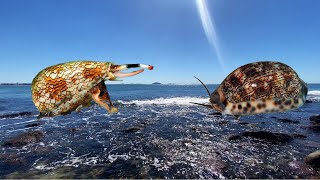 Finding seashells at low tide after a storm deadly textile cone shell find Beach shelling in Aus [upl. by Nirrok]