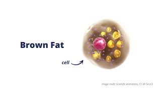 What is Brown Fat [upl. by Ja410]