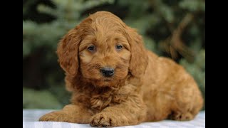 Mini Goldendoodle Puppies for Sale [upl. by Verner]