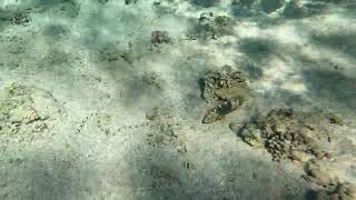 Snorkling Makadi bay20241115 water snake [upl. by Eldreeda340]