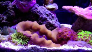 Fluval Spec V Reef 5 Gal Pico Reef [upl. by Clite]