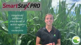 Corn Rootworm Management Options SmartStax and SmartStaxPRO [upl. by Erodasi]