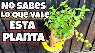 DEBES tener ESTA planta EN TU CASA Beneficios y PROPIEDADES de TOMAR INFUSIÓN de Menta [upl. by Rimahs]