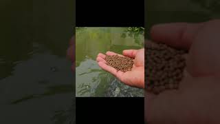 Growing Duckweed for Baby Catfish Feeding shorts [upl. by Alicul]