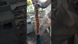 Escolopendra Gigante Encontrada en Venezuela 🇻🇪⚠️ 🚨 [upl. by Aiyekal560]