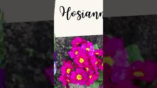 Hosianna  Palm Sunday hosiana vatican popefrancis [upl. by Natsyrk]