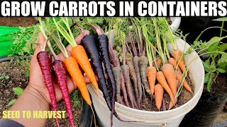 How To Grow Carrots in Pots  SEED TO HARVEST [upl. by Candace]