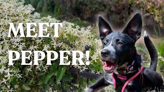 OUR NEW DOG Walking to the Dog Park with Pepper our Blue Heeler mix puppy  DITL Vlog West Philly [upl. by Eened]