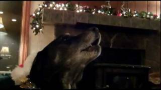 Amazing Cat and Dogs Sing Silent Night [upl. by So]