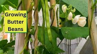 Growing Butter Beans [upl. by Corby]