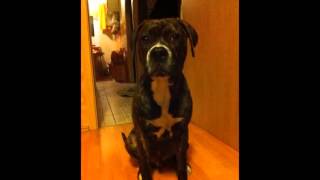 AMSTAFF BOXER MIX [upl. by Conney]