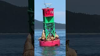 Steller sea lions in Juneau Alaska cruiseshort [upl. by Ahtiekahs]