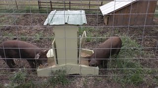 Eat Like a Pig  Our Pig Feeder [upl. by Ellora]