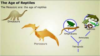 Tetrapoda [upl. by Eatnoled]