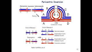 Pericentric Inversion genetics botany zoology [upl. by Amethist]