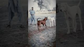 Check entry pakistan bullybreed india punjabi [upl. by Ninos]