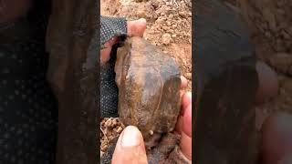 Finding Natural Petrified Wood Gemstone At The Mountain quartz crystals quart mining gemstone [upl. by Ahsas]