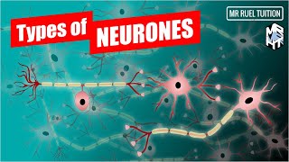 Types of Neurones and their Functions [upl. by Lrigybab50]