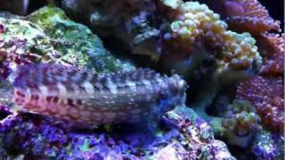 Algae Blenny Salarias fasciatus [upl. by Nore]