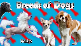 Breeds Of Dogs AC Part 6 [upl. by Fabiola]