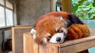 The red panda is taking a leisurely nap in the peaceful afternoon [upl. by Nuahs]