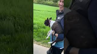 Boston Terrier Makes Hilarious Barking Sound When Basenji Plays Fetch With Owner  1394008 [upl. by Rechaba125]