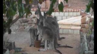 Toodyay Kangaroos [upl. by Uriisa]