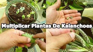 Como multiplicar plantas de kalanchoe [upl. by Lebiram680]