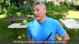 Neuer Weltrekord 26 Wassermelonen in einer Minute  DER SPIEGEL [upl. by Lodovico178]